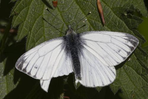 Pieris napi